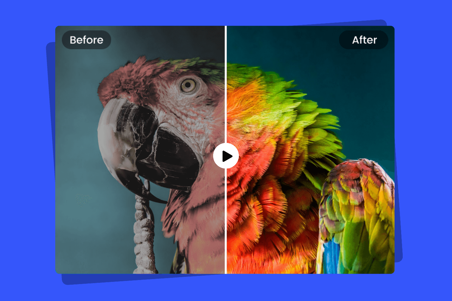 Video-color-correction-makes-the-parrot-look-more-vibrant_2024-03-15-030024_uyqi (1)